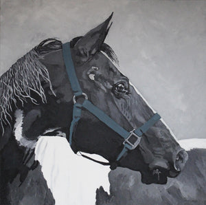 36" x 36" acrylic painting of horse, titled "Sunny"